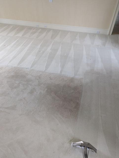 Half-cleaned carpet showing the before and after difference